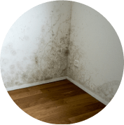black mold on the corner of a white wall